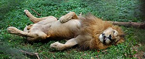 African Lion Resting at the Entebbe Zoo in Uganda.jpg