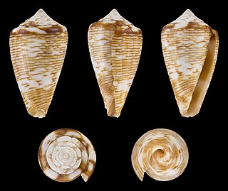 <i>Conus crotchii</i> Species of sea snail