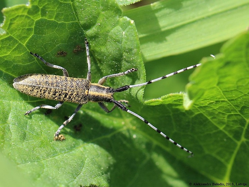 File:Agapanthia villosoviridescens 04.JPG