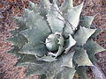 Thumbnail for File:Agave potatorum (5751502449).jpg