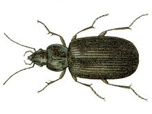 Agonum lugens.jpg