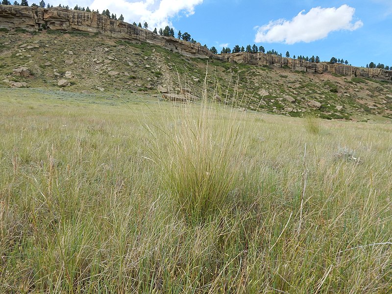 File:Agropyron spicatum - bluebunch wheatgrass - Flickr - Matt Lavin.jpg