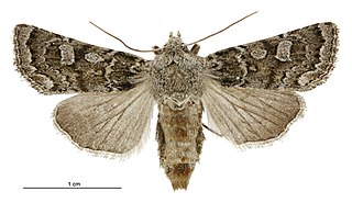 <i>Ichneutica sistens</i> Species of moth