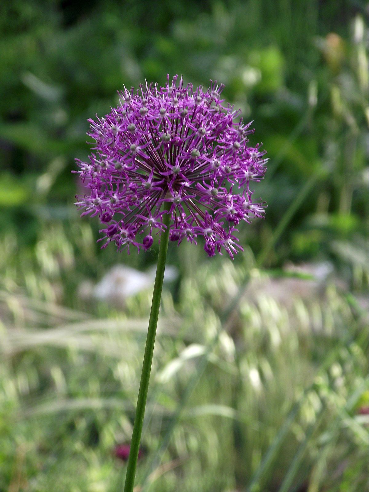 TÌNH YÊU CÂY CỎ ĐV 8  - Page 85 1200px-Allium_altissimum