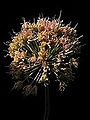 Allium ascalonicum20140802 099.jpg