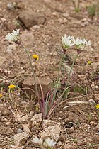 Allium haematochiton