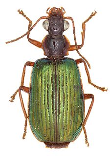 <i>Allocota aurata</i> Species of beetle