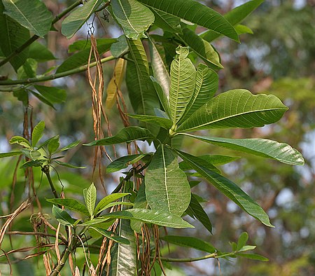 ไฟล์:Alstonia_macrophylla_(Batino)_in_Hyderabad_W_IMG_7138.jpg