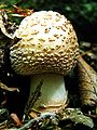 Молодой гриб, более светлая форма, вольва заметна