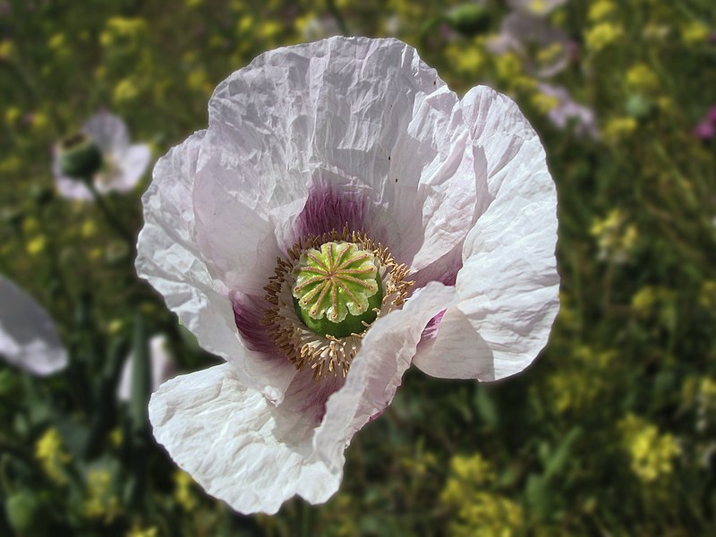 File:Amapola blanca con un toque de rosa (8723591385).jpg