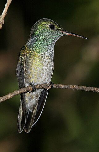 <span class="mw-page-title-main">Versicolored emerald</span> Species of bird