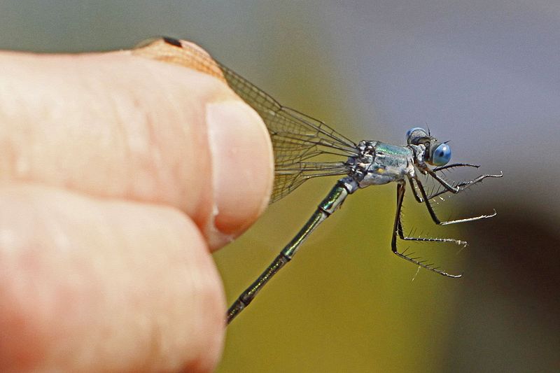 File:Amber-tipped Spreadwing - Lestes eurinus, Patuxent National Wildlife Refuge, Maryland - 6287921686.jpg