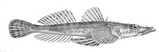 Mud flathead Species of fish