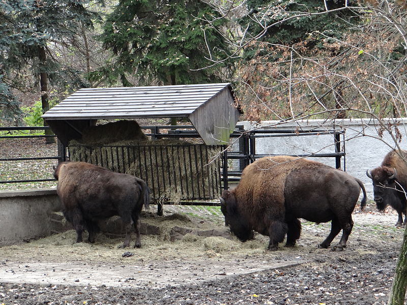 File:American Bison in Warsaw Zoo - 01.jpg