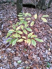 Shoot with fall foliage taken in November in North Georgia American Chestnut, November 2015, Lumpkin Co. GA.jpg