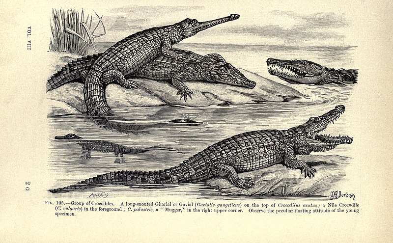 File:Amphibia and reptiles (Page 449, Fig. 105) BHL23288520.jpg