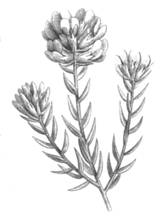 <i>Amphithalea</i> genus of plants