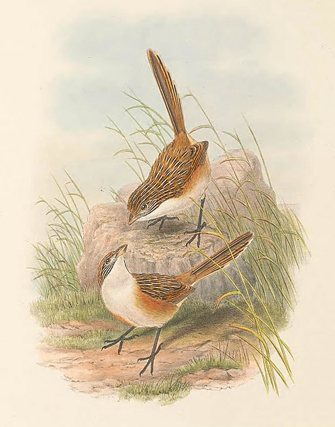 File:Amytis goyderi - The Birds of New Guinea (cropped).jpg