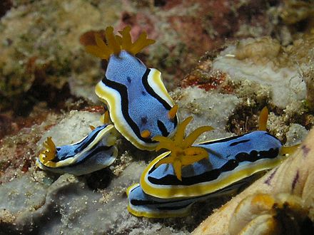 Marine life of Bunaken National Park, North Sulawesi