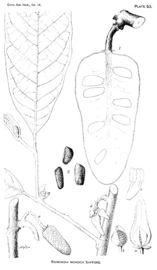 <i>Annona cherimolioides</i> Species of flowering plant