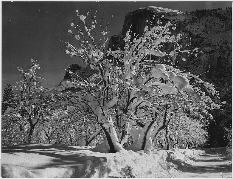 File:Ansel Adams-Half Dome, Apple Orchard, Yosemite.jpg