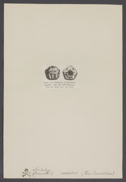 File:Antedon costatus - - Print - Iconographia Zoologica - Special Collections University of Amsterdam - UBAINV0274 007 02 0083.tif