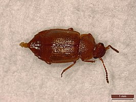 Anthobium unicolor