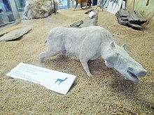 Anthracotherium magnum, reproduction en miniature.jpg