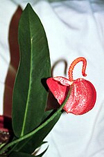 Thumbnail for File:Anthurium scherzerianum (cultivar) 12.jpg