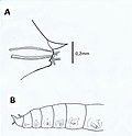 Миниатюра для Файл:Antonbruunidae 1.jpg