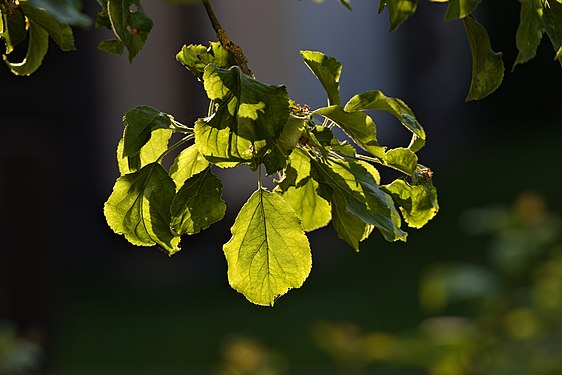 Leafs of an apple tree