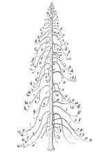 Miniatura para Araucarioxylon arizonicum