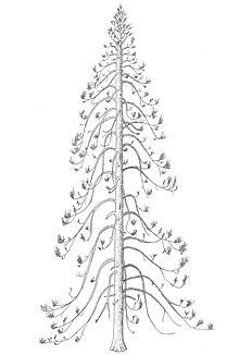 Araucarioxylon arizonicum reconstruccion.jpg