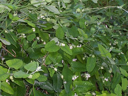 Araujia hortorum