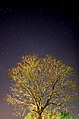 Arbol nocturno - panoramio.jpg