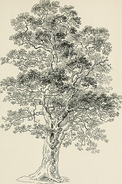 File:Arboretum et fruticetum britannicum; or, The trees and shrubs of Britain, native and foreign, hardy and half-hardy, pictorially and botanically delineated, and scientifically and popularly described; (14597547717).jpg