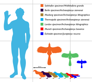 Archaeopteryx sizes ranging between about 25 and 50 cm long and between 25 and 60 cm in wingspan