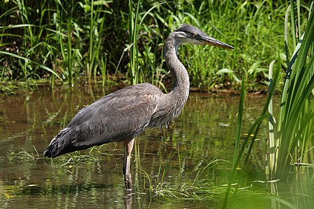 Great Blue Heron