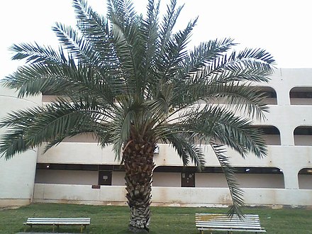 Arecaceae are common in Saudi Arabia