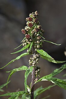 Artemisia tilesii (7833472536).jpg