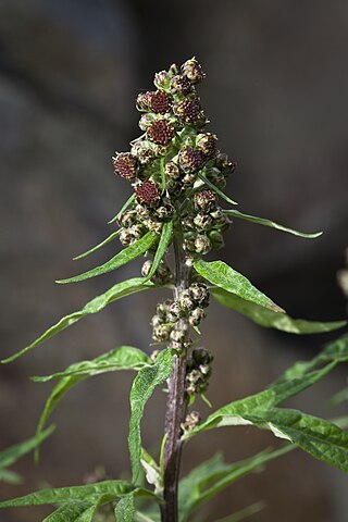 <i>Artemisia tilesii</i> Species of flowering plant