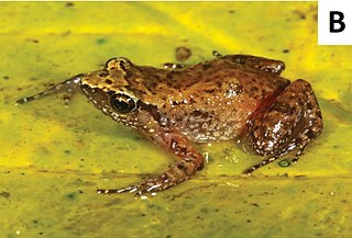 <span class="mw-page-title-main">Dwarf squeaker</span> Species of frog