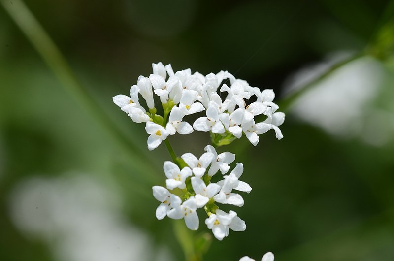 File:Asperula tinctoria (7335041176).jpg