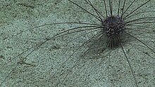 "Aspidodiadema arcitum" seen off Hawai'i by NOAA Okeanos Explorer mission