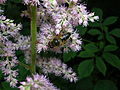 English: Astilbe thunbergii at the ÖBG Bayreuth Deutsch: Astilbe thunbergii im ÖBG Bayreuth