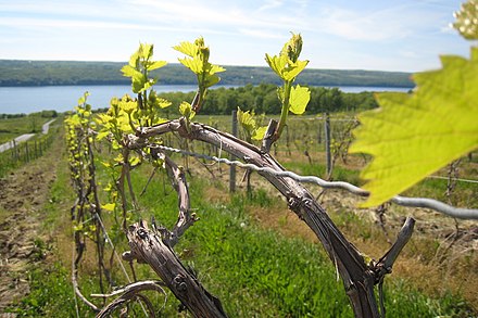 Atwater Estates on Seneca Lake.