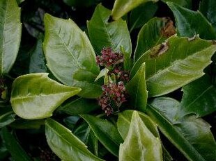 Have-Aucuba (Aucuba japonica) i blomstring.