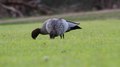 Soubor: Australian Wood Duck (Chenonetta jubata) 1080p.ogv