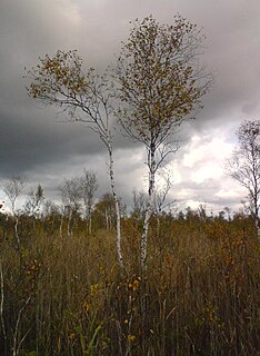 Avaste Nature Reserve Protected area in Estonia