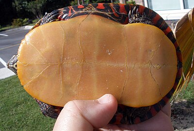 Handled turtle, exposing the orange-yellow undershell (plastron)
